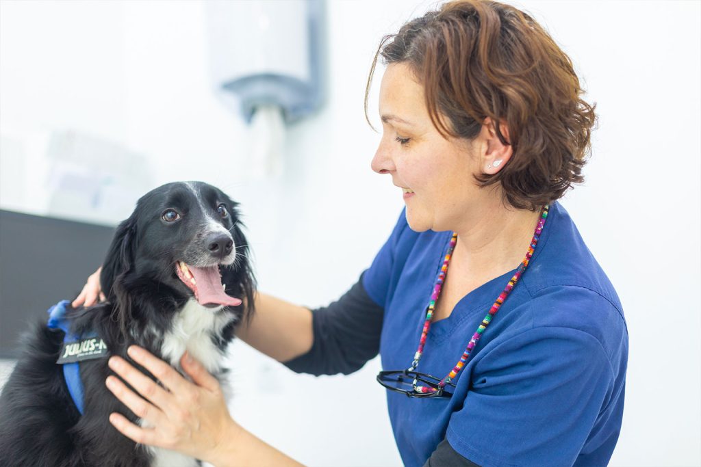 concejos-verano-veterinario-dosvet