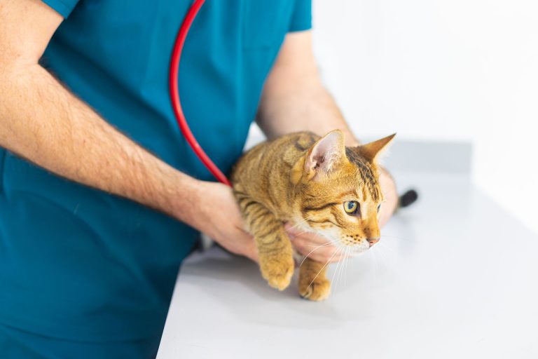 medicina-interna-gato-2